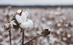 Commonwealth Bank, Wells Fargo Test Blockchain for Cotton Trade