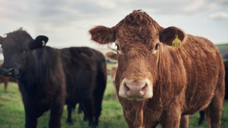 From Pasture to Blockchain: How Tokenized Cows Are Revolutionizing Agricultural Finance in Brazil